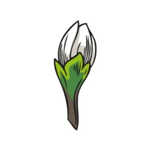 KMO03 I Gemmotherapie