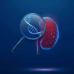 BPO64 I Zoom-In 2: Die Niere