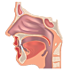 CO01 I Sphère nasale et bucco-pharyngée: Triage et traitements