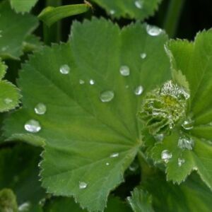 ELP45 I Phytothérapie dans les troubles du cycle: le SPM et ménopause 2025