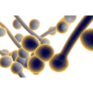 EL03 I Dermatomykosen