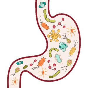 CAL08 l Système gastro-intestinal - conseil assuré