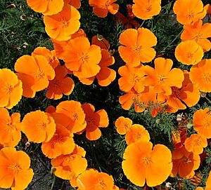 ELP46 I Phytothérapie dans les troubles du sommeil, l'anxiété et les dépressions légères à modérées 