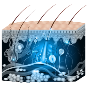 EL12 I Skin Care